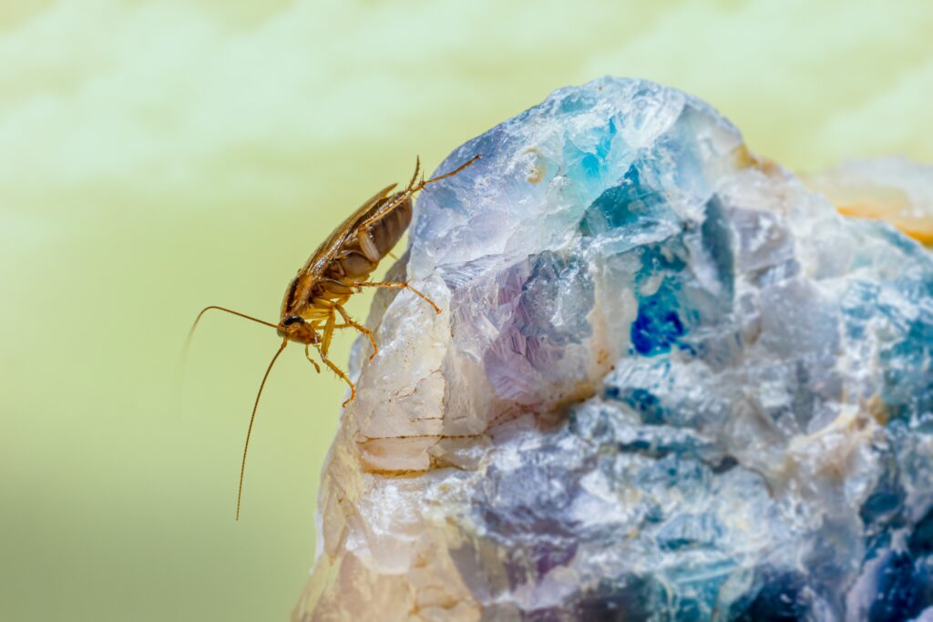How to Get Rid of Gnats Inside the House guide to moisture control, homemade gnat traps, food source removal, indoor pest management, and prevention.