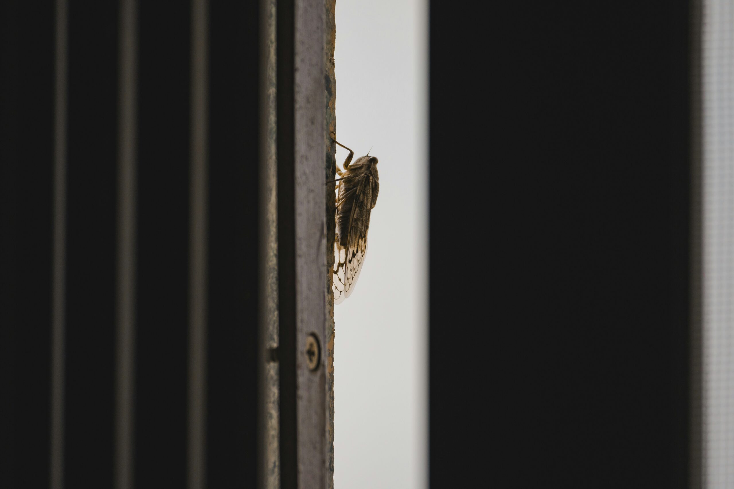 How to Get Rid of Gnats Inside the House: A Complete Guide to Finding, Removing, and Preventing Infestations