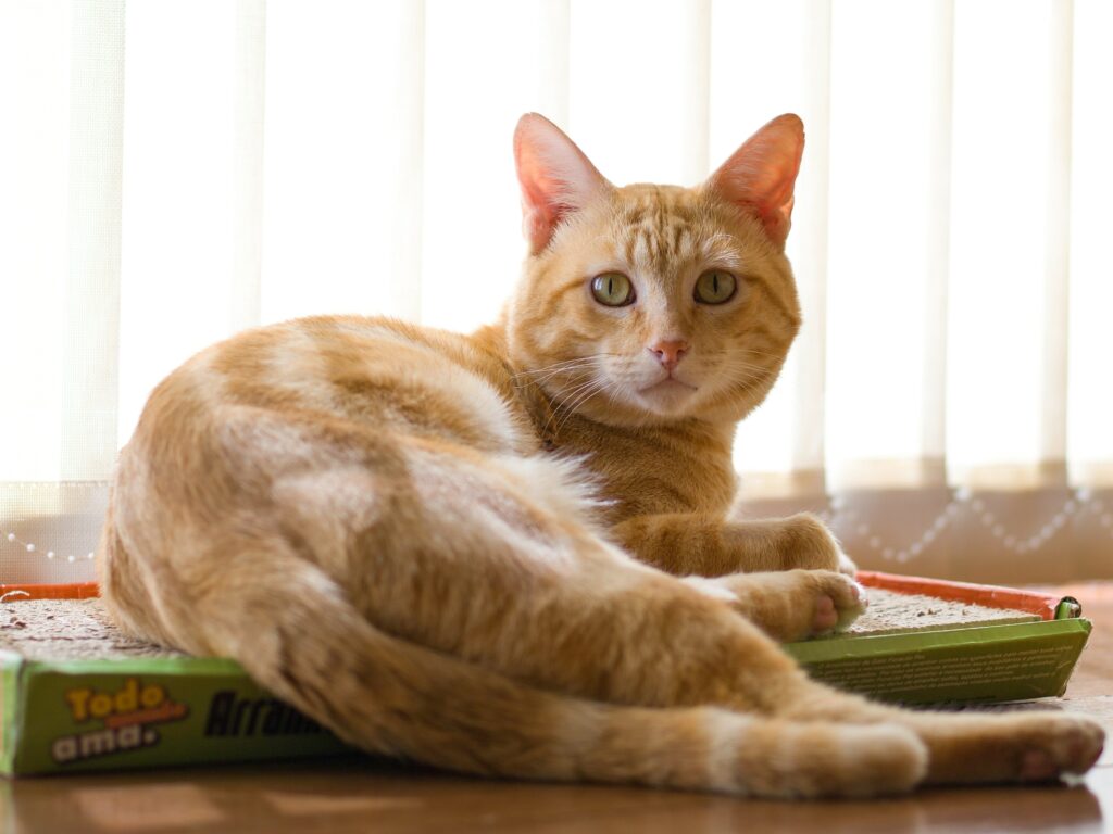 Best Cat Litter for Odor Control covering clumping litter, silica crystals, natural cat litter, odor management, and litter box maintenance.