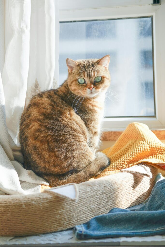 Best Cat Litter for Odor Control guide to absorbent litter, odor-neutralizing formulas, litter materials, cat hygiene, and cleaner litter boxes.