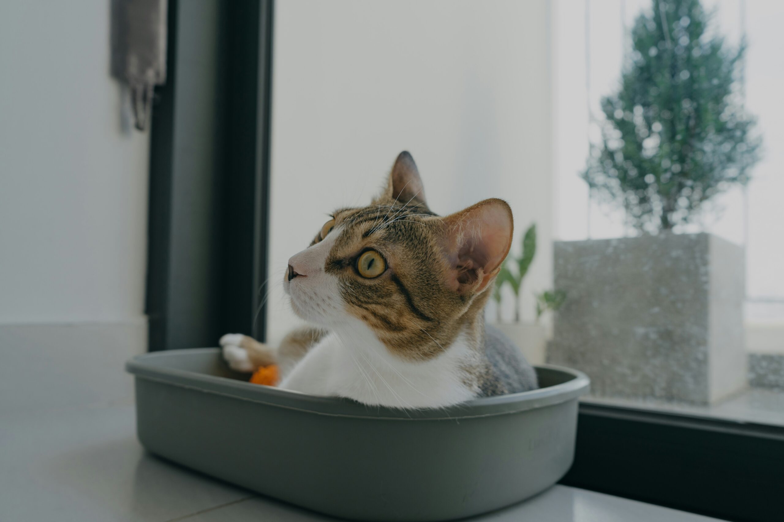 Best Cat Litter for Odor Control: How to Choose the Right Litter for a Fresher-Smelling Home