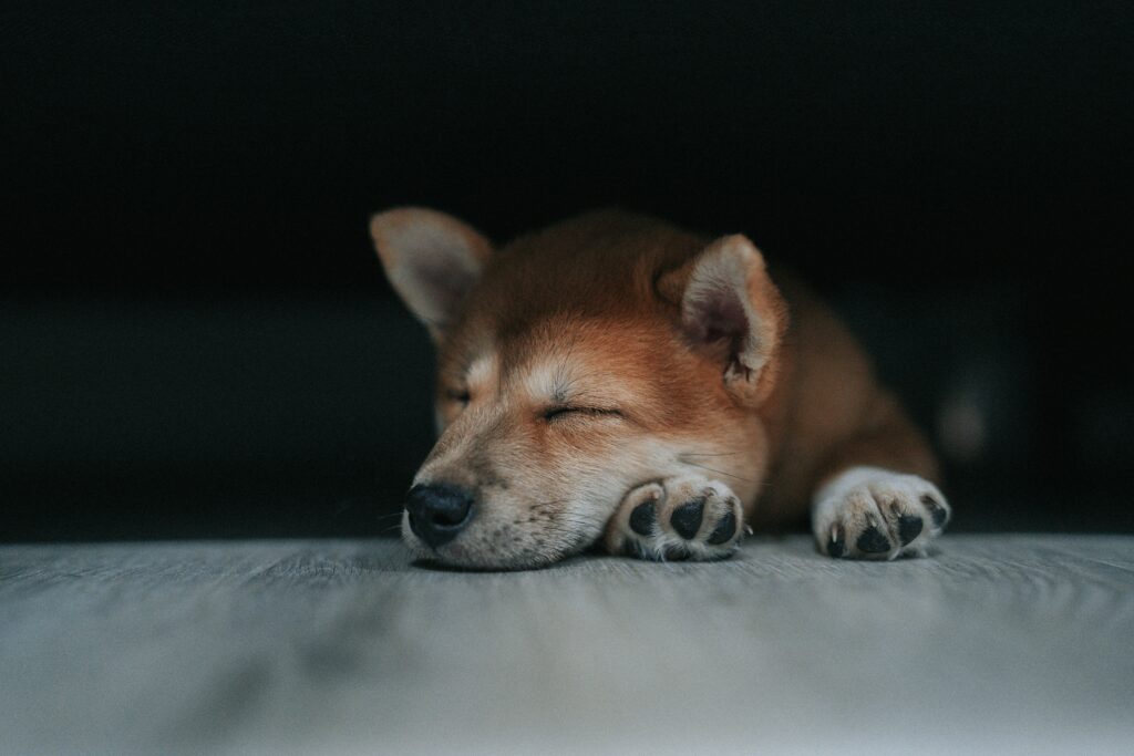 Why Does My Dog Sleep With His Eyes Open? covering REM sleep, dreaming, partially open eyes, third eyelids, canine behavior, and eye warning signs.