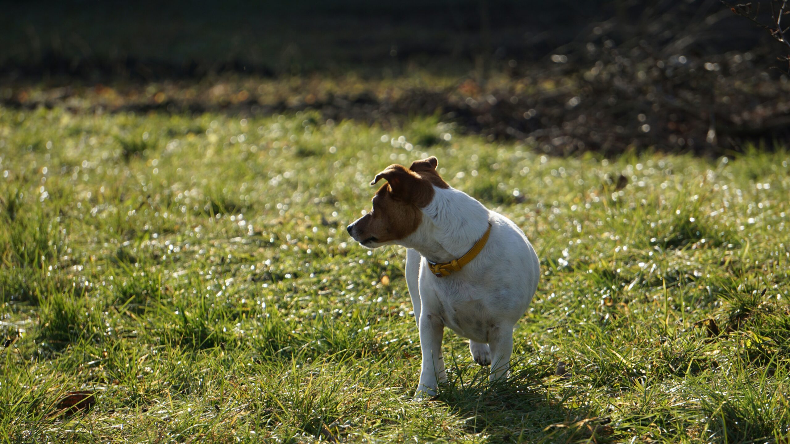 Why Would a Dog Poop Blood? 11 Causes and Warning Signs Every Owner Should Know
