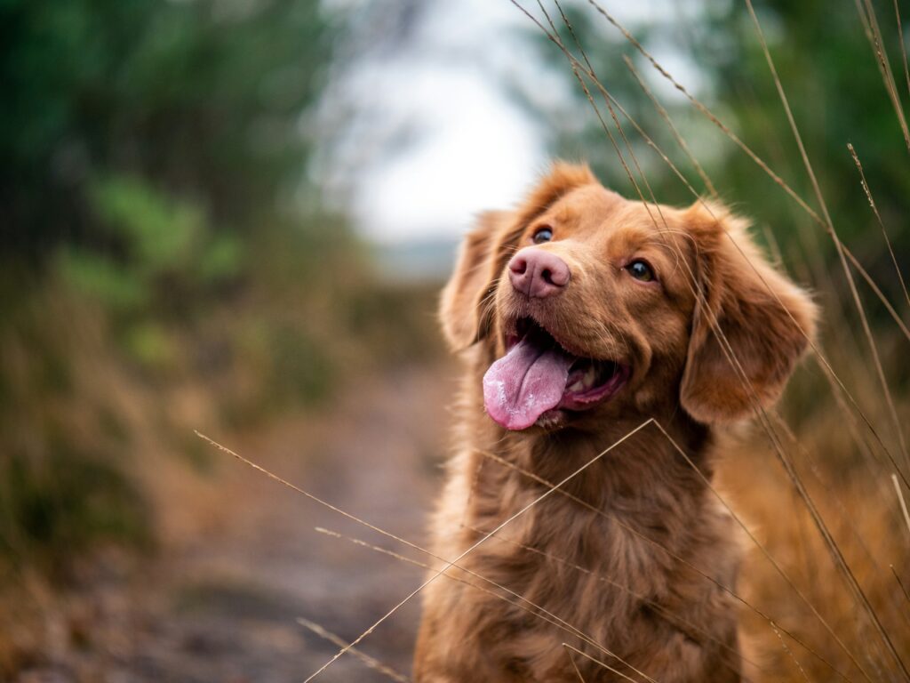 Why Does My Dog Keep Hacking? guide to persistent coughing, infections, allergies, airway problems, heart concerns, emergency signs, and vet care.