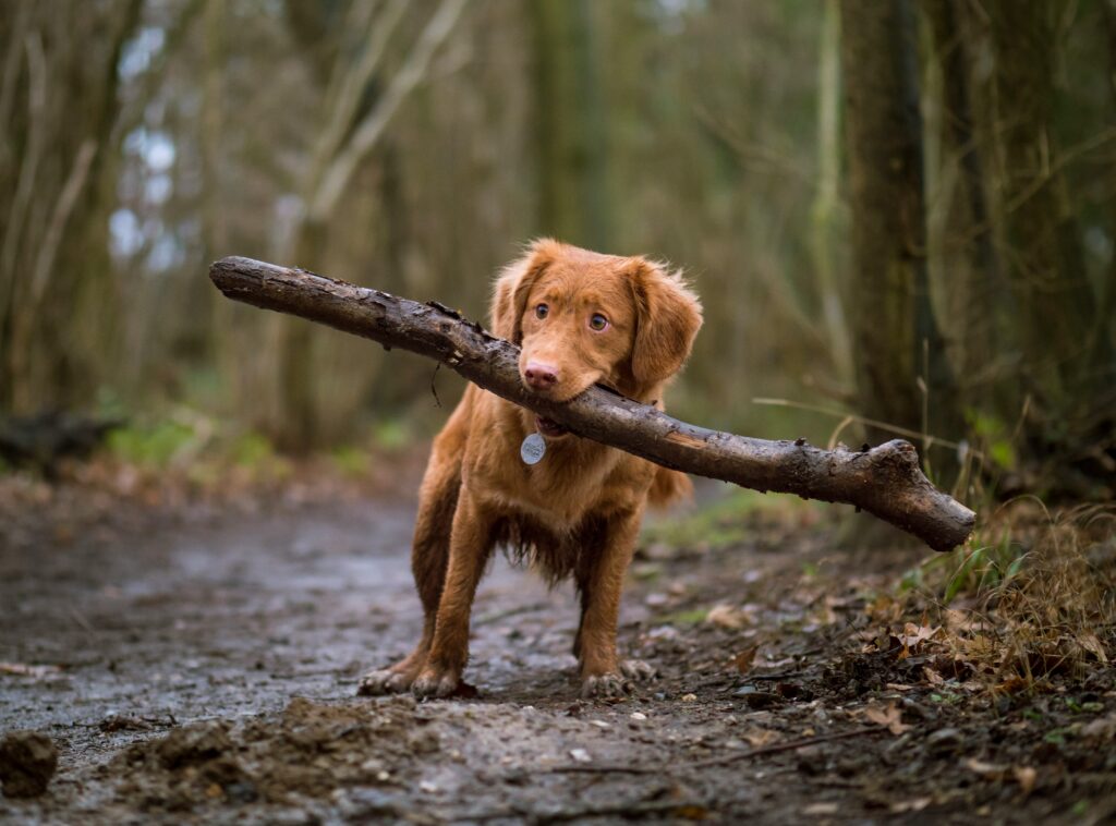 Why Does My Dog Keep Hacking? covering kennel cough, airway irritation, allergies, respiratory illness, environmental triggers, and warning signs.