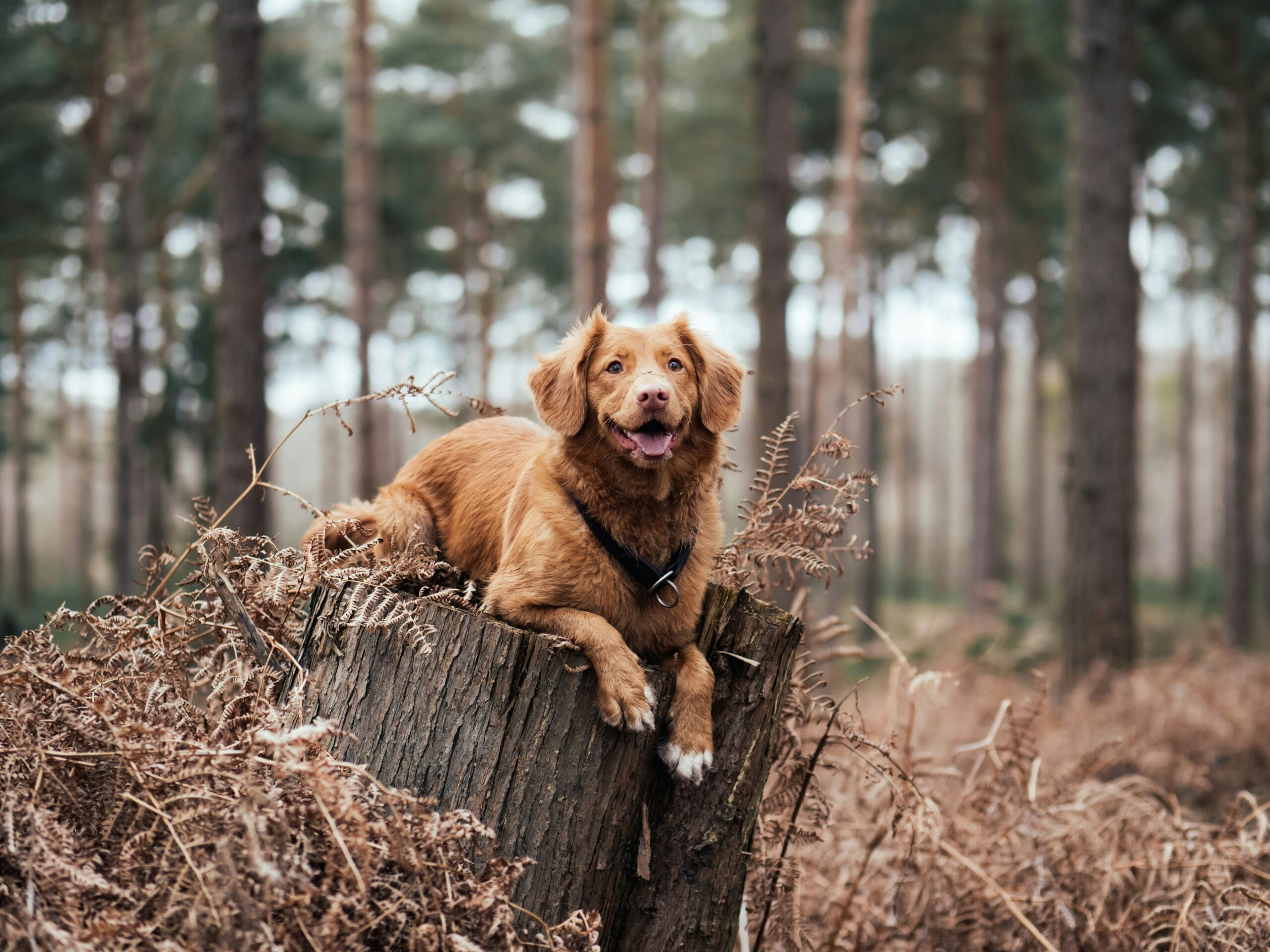 Why Does My Dog Keep Hacking? Common Causes, Warning Signs, and What to Do
