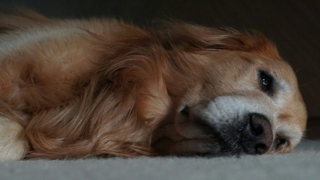 Why Does My Dog Sleep With His Eyes Open? guide to REM sleep, dreaming, eyelid position, third eyelids, eye irritation, and veterinary warning signs.