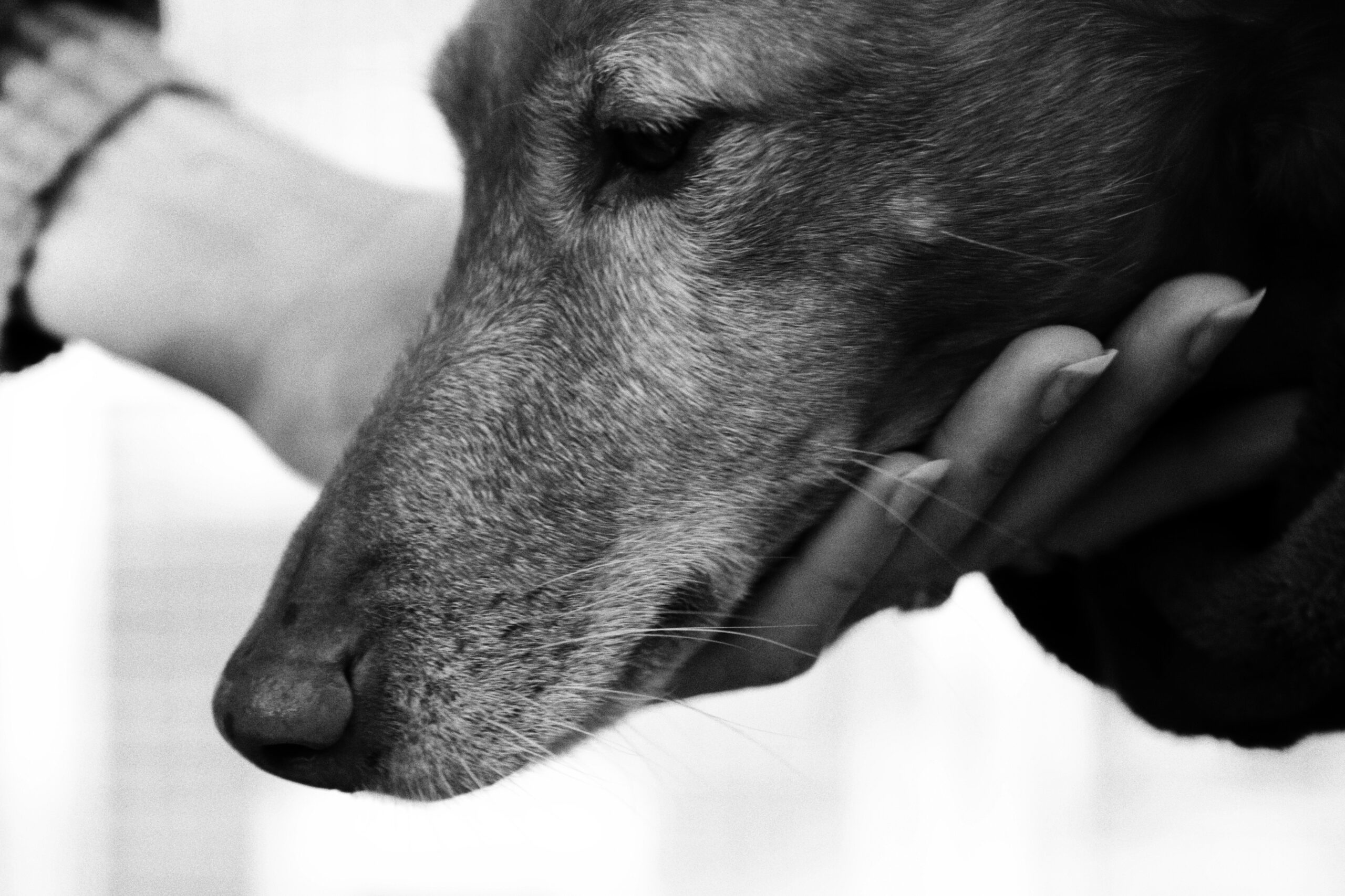 Why Is Animal Euthanasia Wrong? Understanding the Ethical Debate