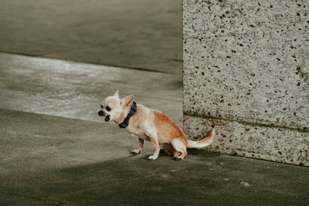 Why Would a Dog Poop Blood? covering bloody stool, diarrhea, intestinal irritation, parasites, infections, diet changes, and warning signs.