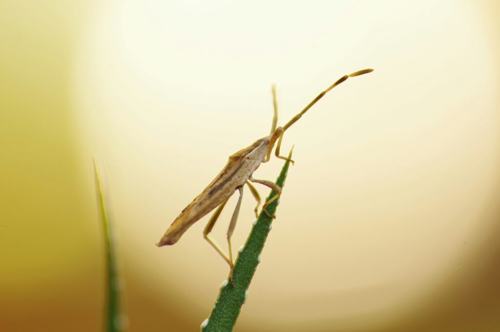 How to Get Rid of Fungus Gnats covering larvae removal, soil health, plant-safe pest control, watering practices, and houseplant protection.