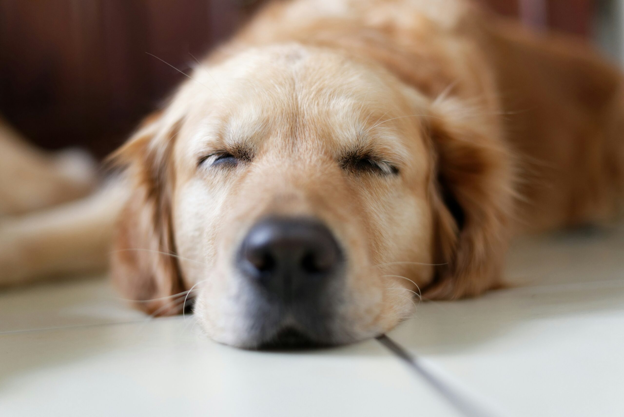 Why Does My Dog Sleep With His Eyes Open? 9 Normal Causes and Warning Signs