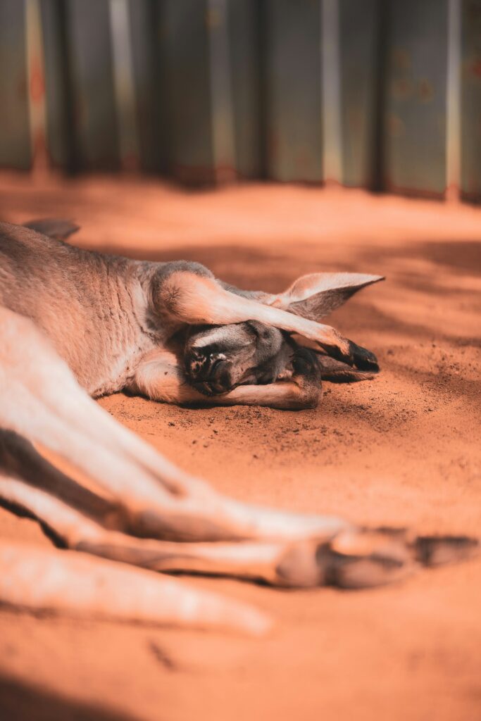 Why Is Animal Euthanasia Wrong? guide to veterinary ethics, animal welfare, suffering, quality-of-life assessments, alternatives, and end-of-life decisions.