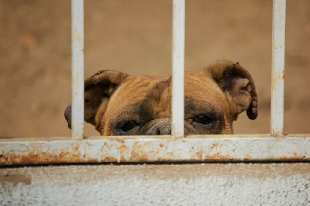 Why Is Animal Euthanasia Wrong? covering animal rights, suffering, veterinary decisions, quality of life, alternatives, and ethical considerations.