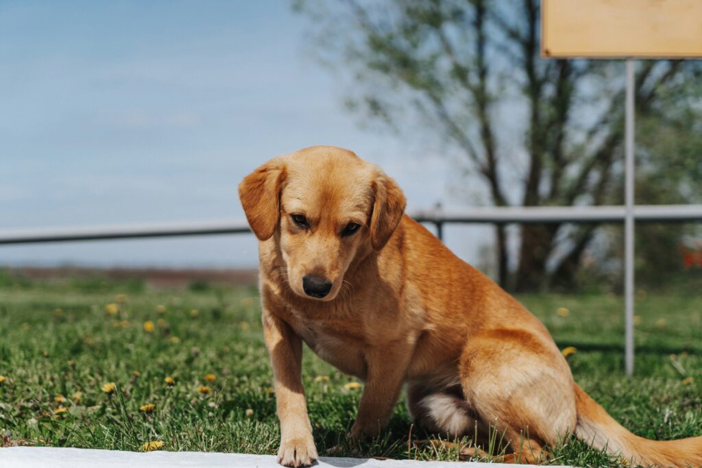 Why Would a Dog Poop Blood? guide to digestive disorders, parasites, infections, foreign objects, dietary issues, bloody stool, and emergency signs.